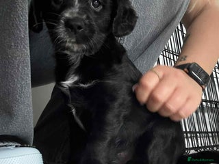 Mixed Breed dogs - Advert 1