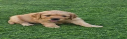 Golden Retriever dogs for sale: Lovely Golden Retriever Puppy's  - Advert 16