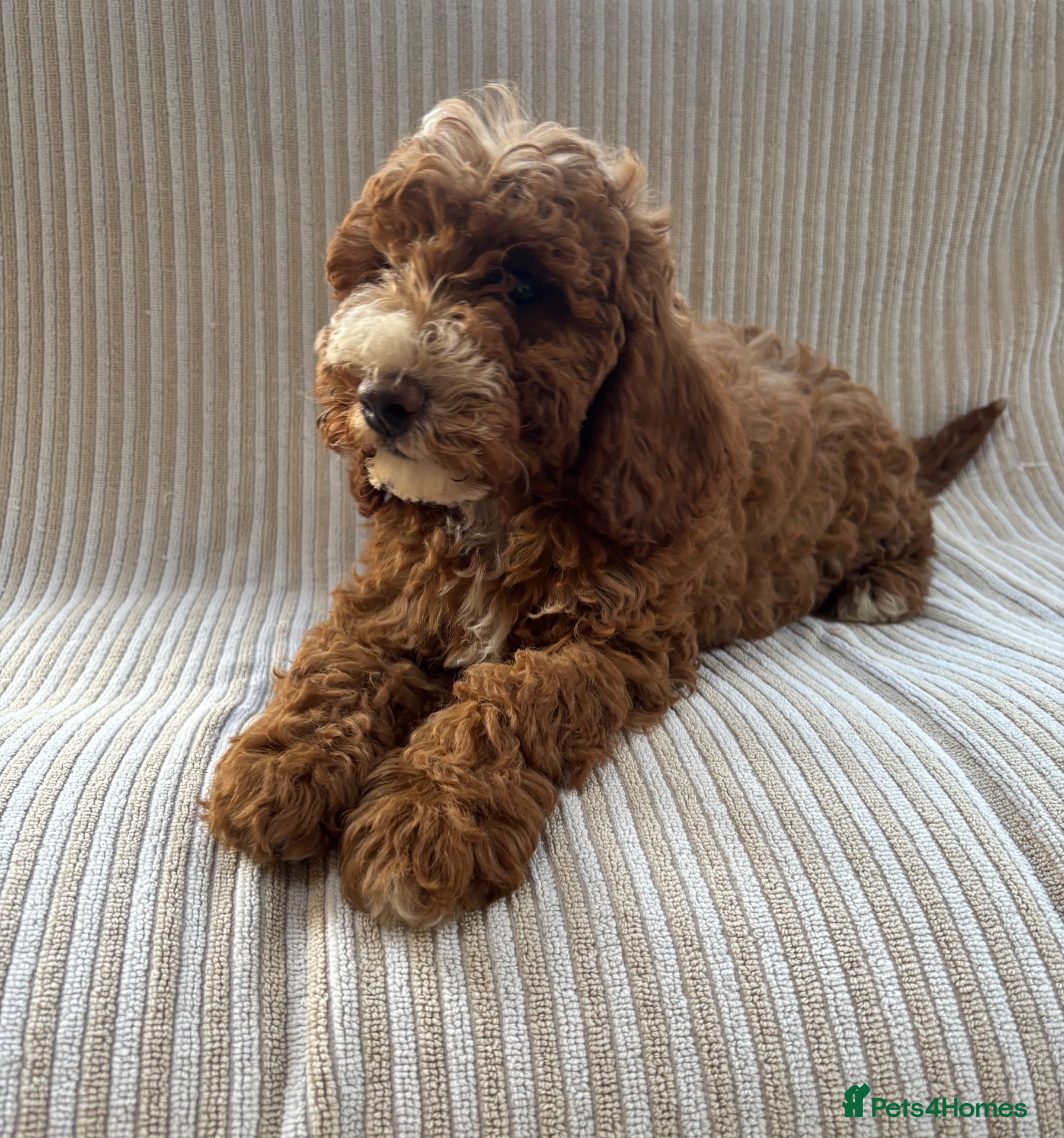 Cavapoo dogs Our delightful Cavapoo puppies  - Advert 7