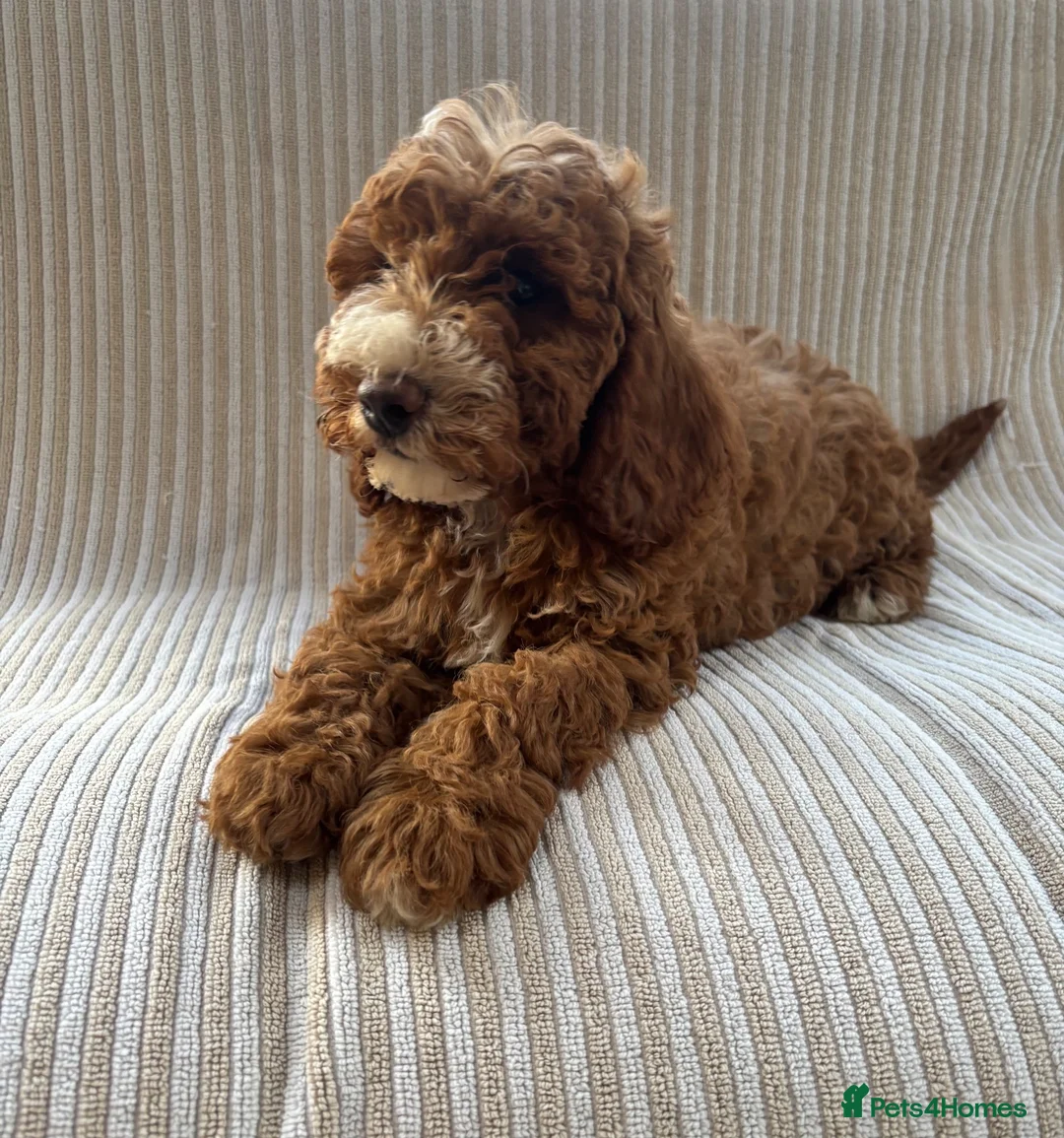 Cavapoo dogs for sale: Our delightful Cavapoo puppies  - Advert 2