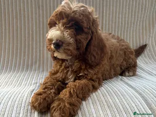 Cavapoo dogs Our delightful Cavapoo puppies - Advert 7