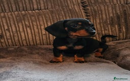 Dachshund dogs for sale: Miniature Dachshund puppy's for sale - Image 4