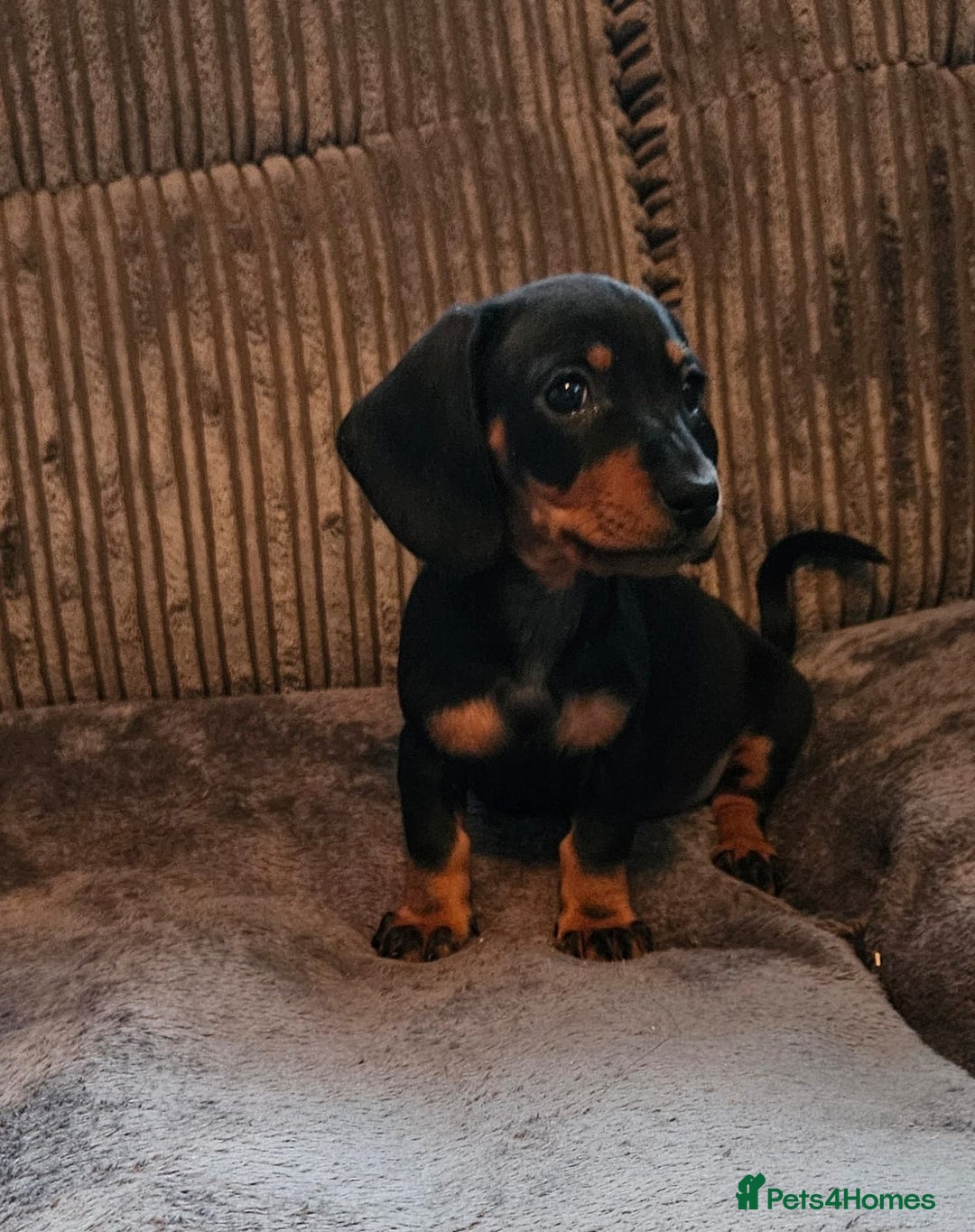 Dachshund dogs for sale: Miniature Dachshund puppy's for sale - Image 4