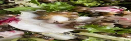 Snails invertebrates for sale: African snail babies  - Advert 8