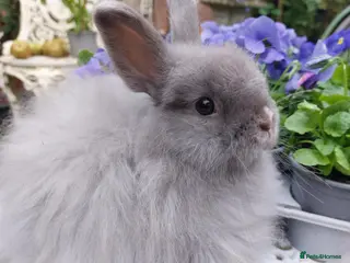 Cashmere Lop rabbits STUNNING JERSEY WOOLY X BABY - Advert 1
