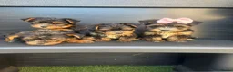 Yorkshire Terrier dogs for sale: Yorkie Biewer - Advert 5