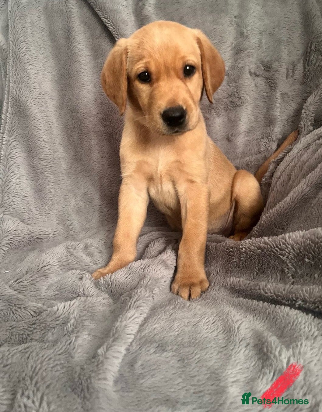 Labrador Retriever dogs Adorable Labrador Puppies - Advert 1