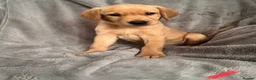 Labrador Retriever dogs for sale: Adorable Labrador Puppies - Advert 1