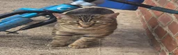 Mixed Breed cats for sale: Male cat - Advert 2