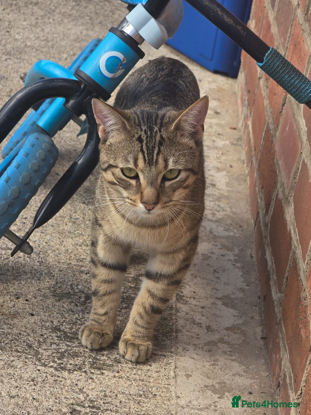 Mixed Breed cats for sale: Male cat - Advert 2