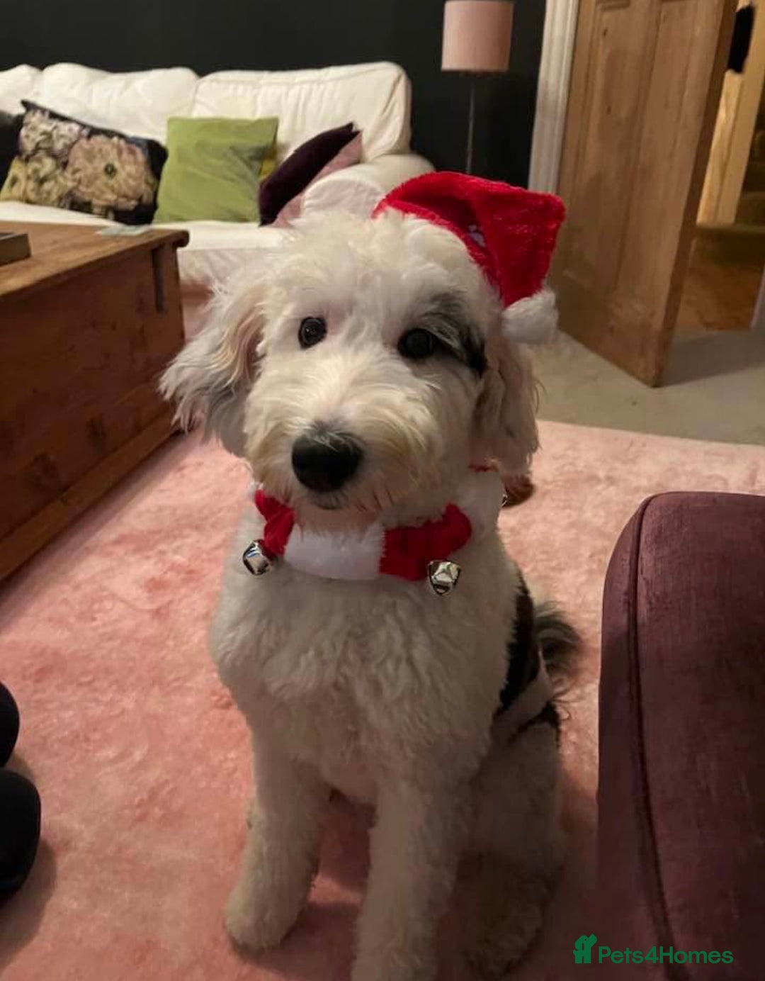 Sheepadoodle dogs for sale: Medium Size Sheepadoodle F1b.  - Advert 21