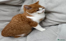 British Shorthair cats for sale: British Shorthair Chunky kittens - Image 24