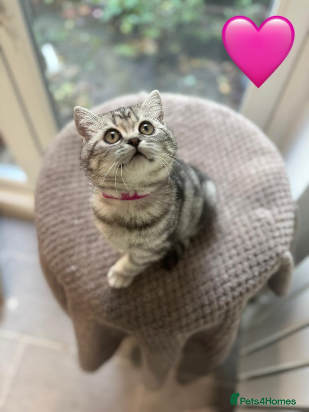 British Shorthair cats for sale: Beautiful registered British Shorthaired Kittens - Image 26