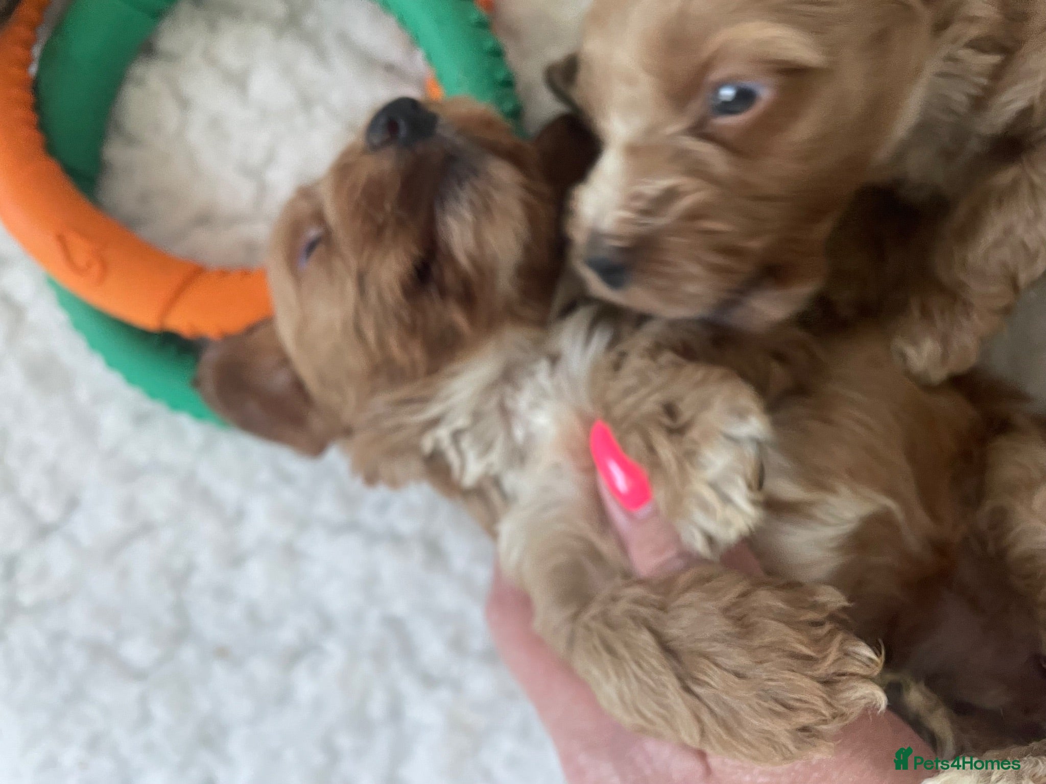 Cockapoo dogs F1 beautiful litter red and apricot  - Advert 1