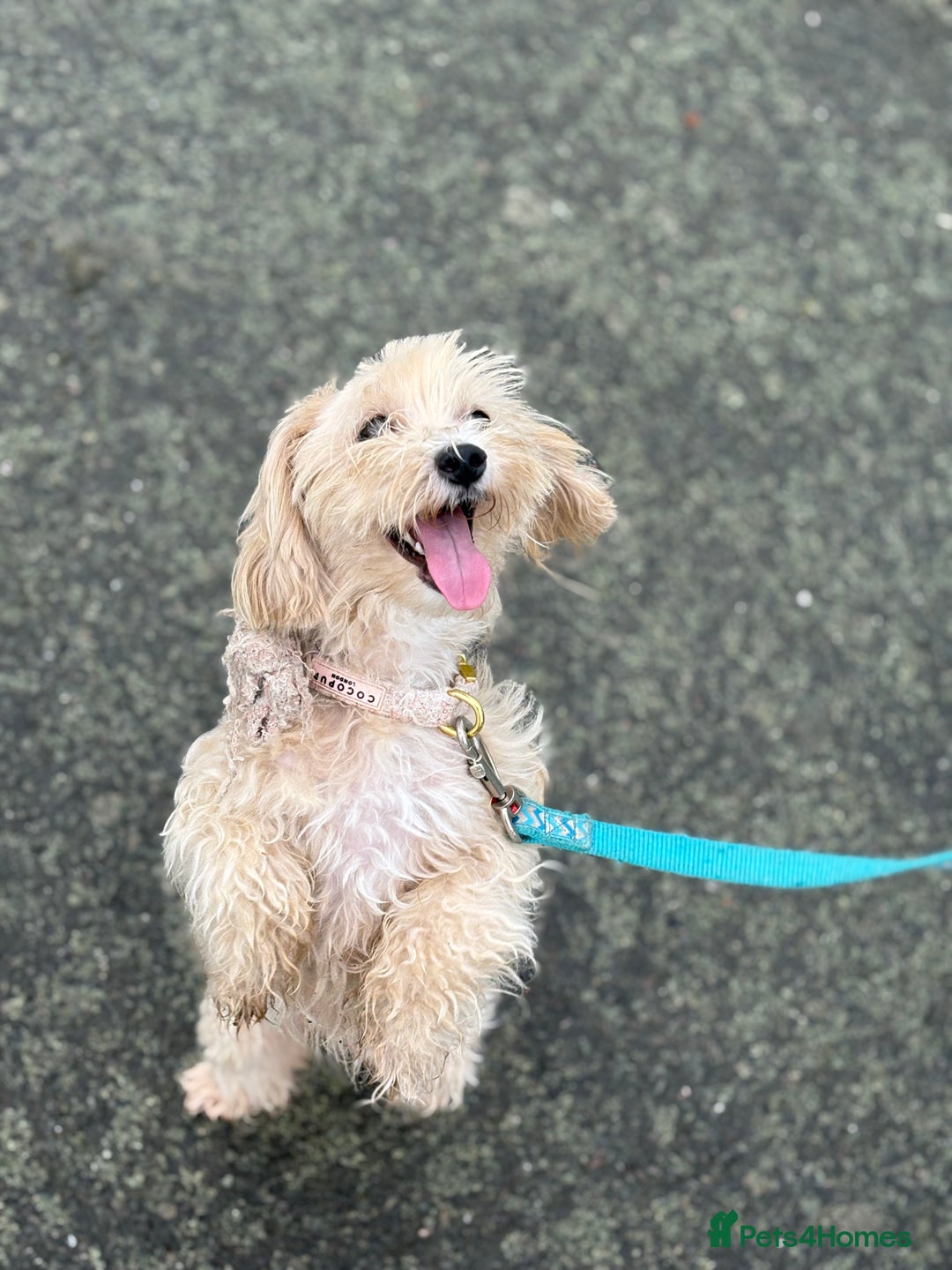 Maltipoo dogs for sale: Last boy left 💙💙 - Image 6