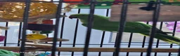 Ringnecks birds for sale: 2 baby ringnecks in Llantwit Major - Advert 3