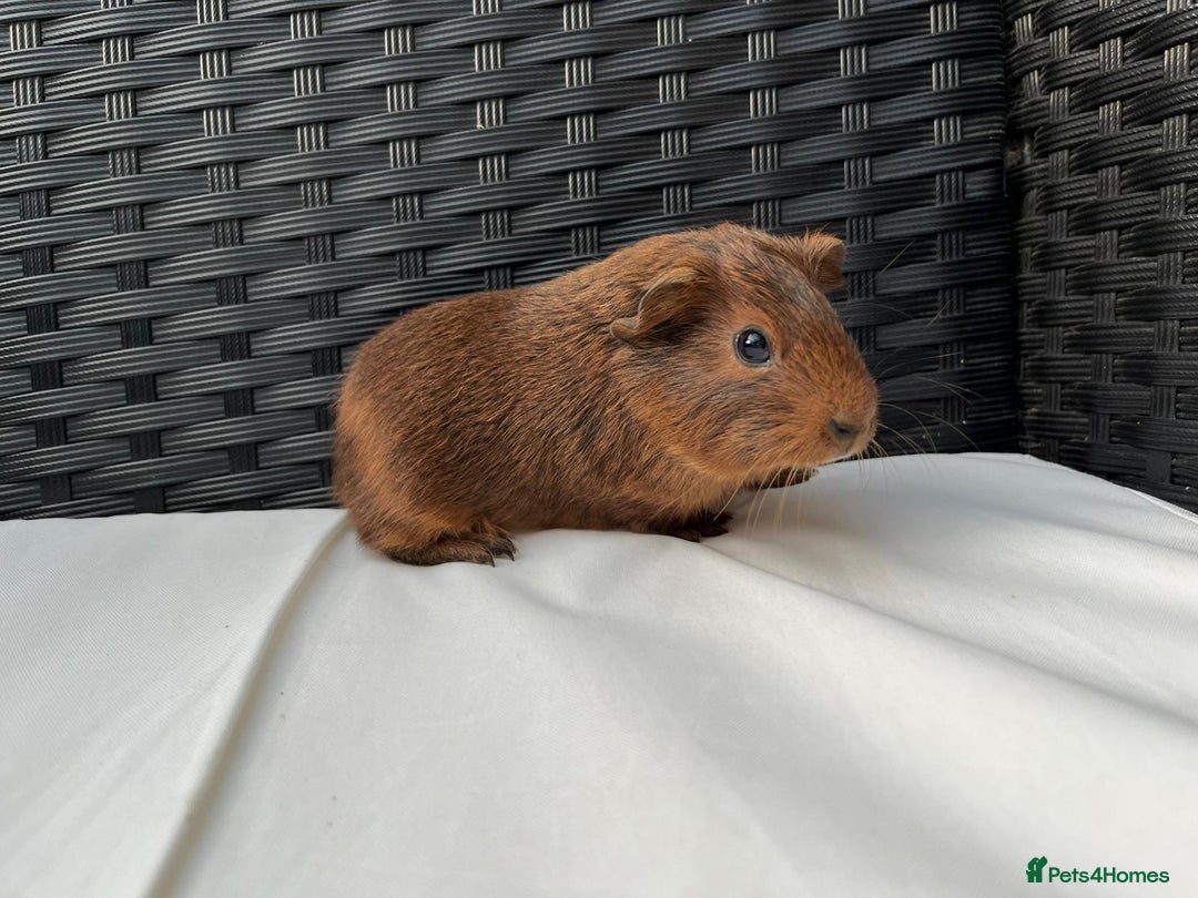 Guinea Pig rodents for sale: Baby Guinea pigs - Image 4