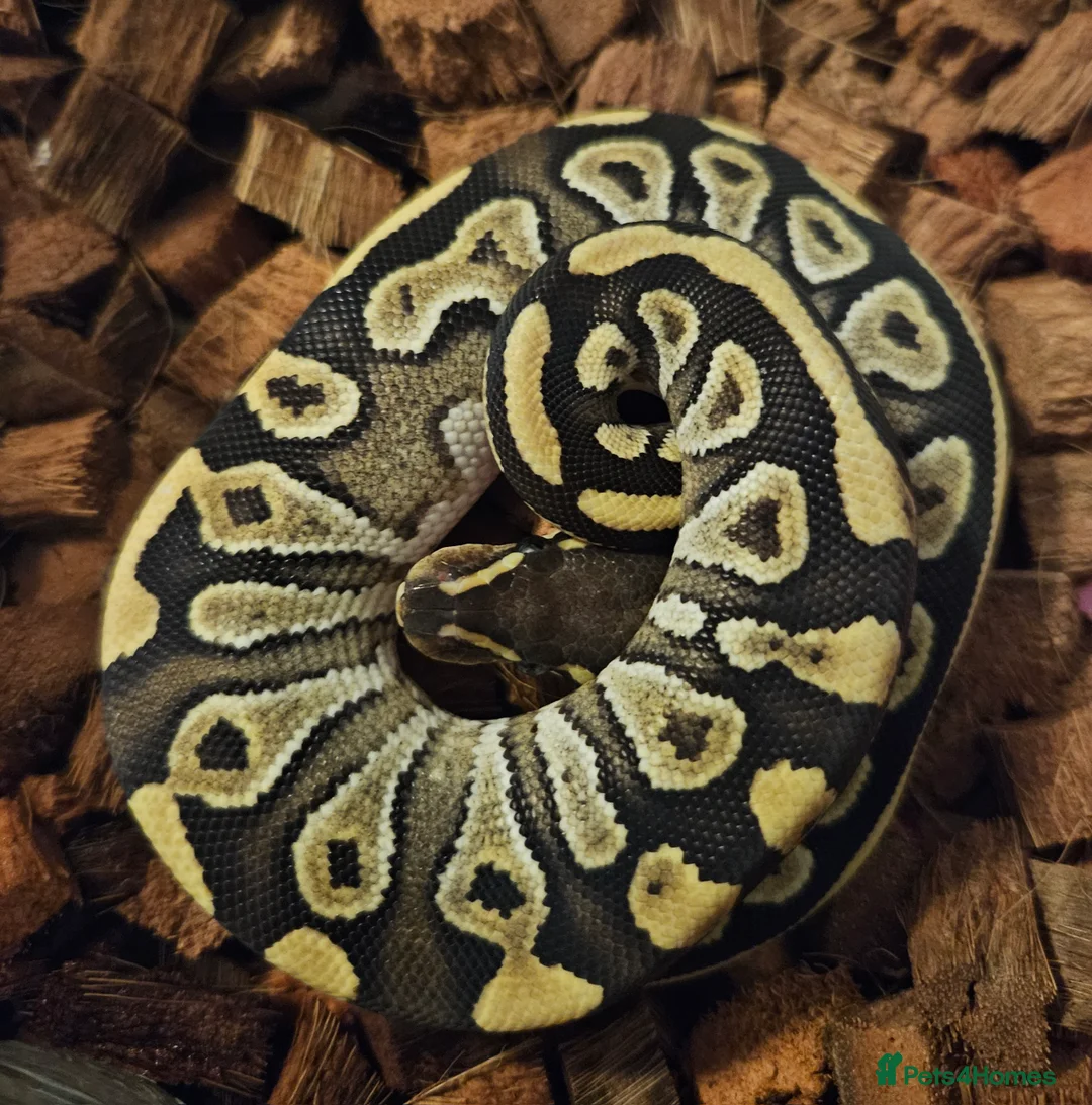 Python Snake reptiles for sale: CB25 Royal python hatchlings - Advert 9