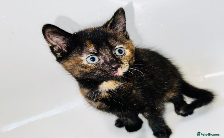 Mixed Breed cats for sale - Advert 1