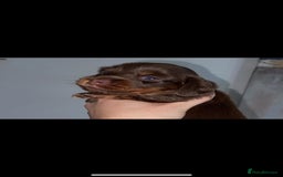 Miniature Dachshund dogs for sale: KC Championship line miniature dachshunds  - Image 15