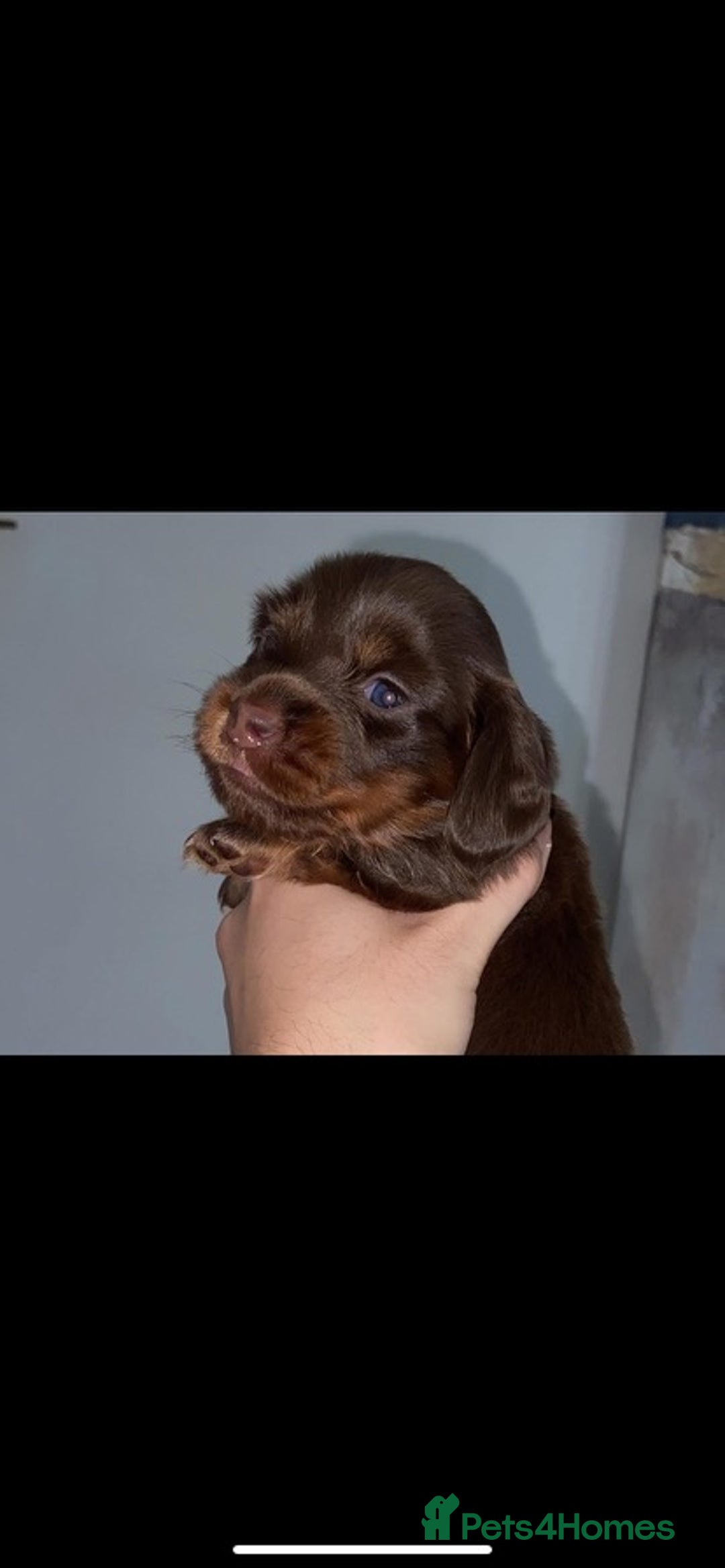 Miniature Dachshund dogs for sale: KC Championship line miniature dachshunds  - Image 15