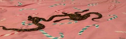 Python Snake reptiles for sale: Baby ball python - Advert 1