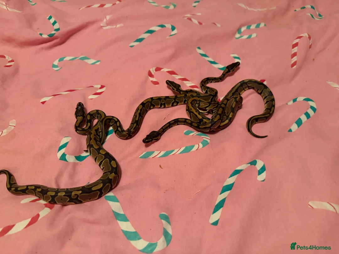 Python Snake reptiles for sale: 2ball python older girl pics are no on ad   - Advert 1