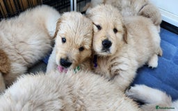 Golden Retriever dogs for sale: Lovable Kc Golden Retriever Puppies Available Now - Image 15
