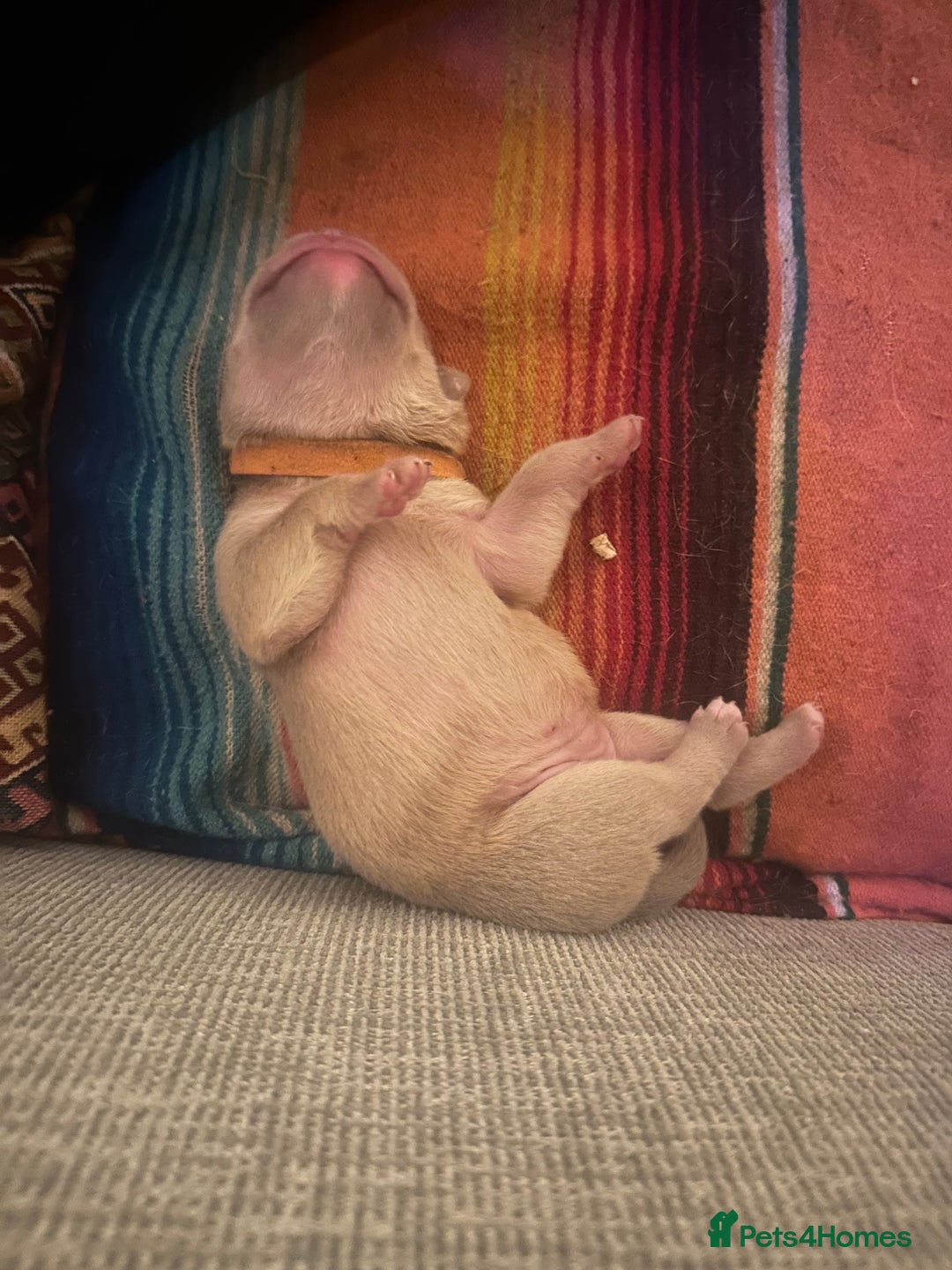 Olde English Bulldogge dogs for sale: Olde English Bulldog Puppies - Family Raised  - Advert 18