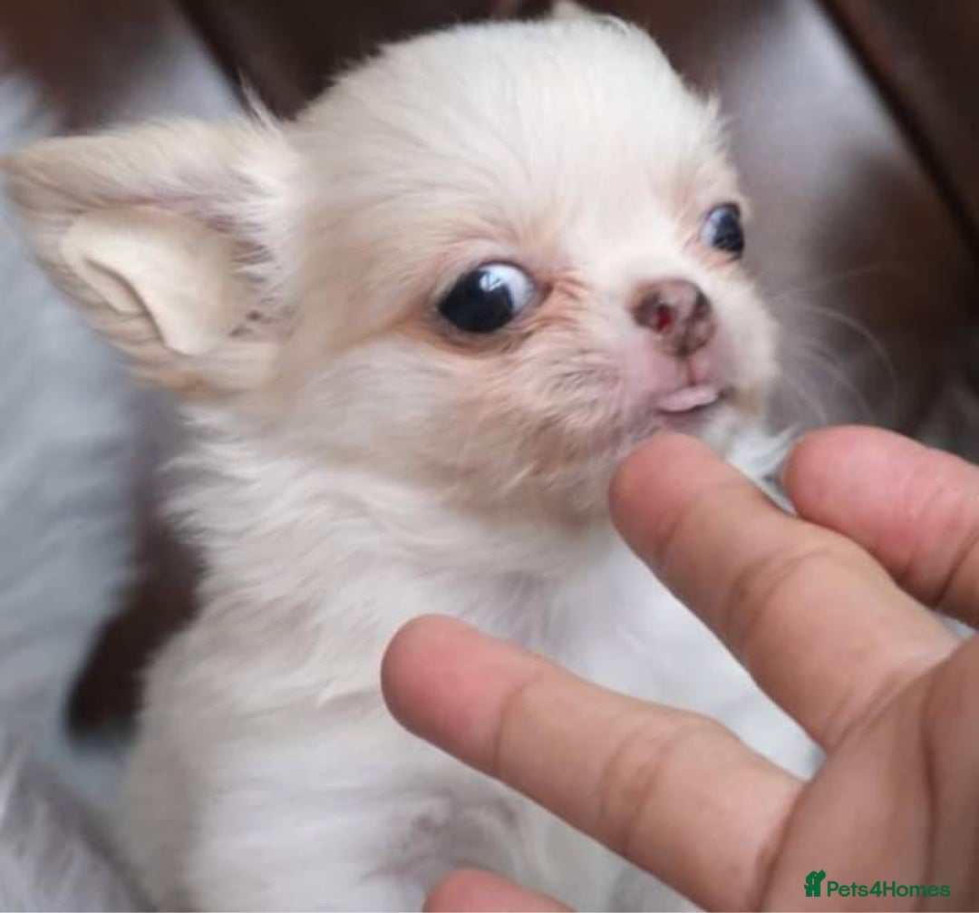 Chihuahua dogs for stud: Thailand imported chihuahua boy stud only in Doncaster - Advert 13