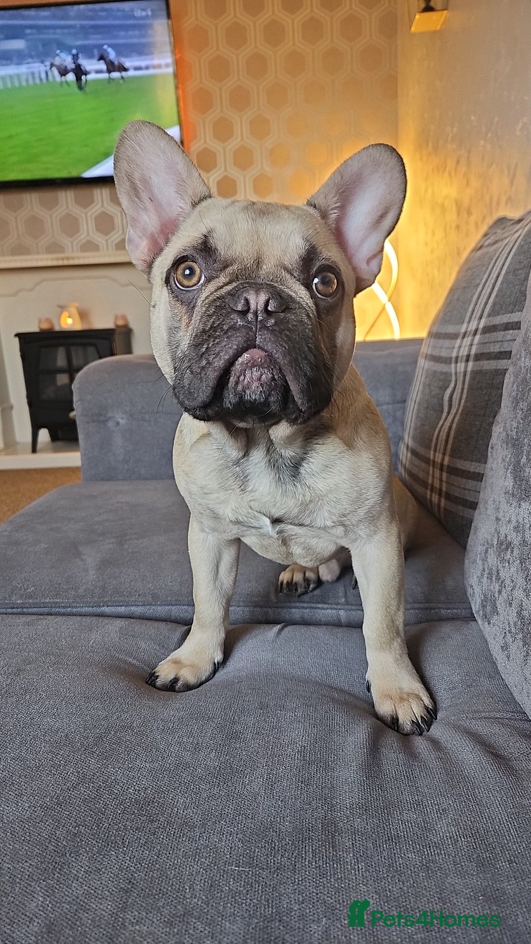 Mixed Breed dogs for sale: 15 month old French bulldog - Advert 9