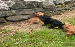 Cockapoo dogs for sale: Stunning Cockerpoo’s available  - Image 2