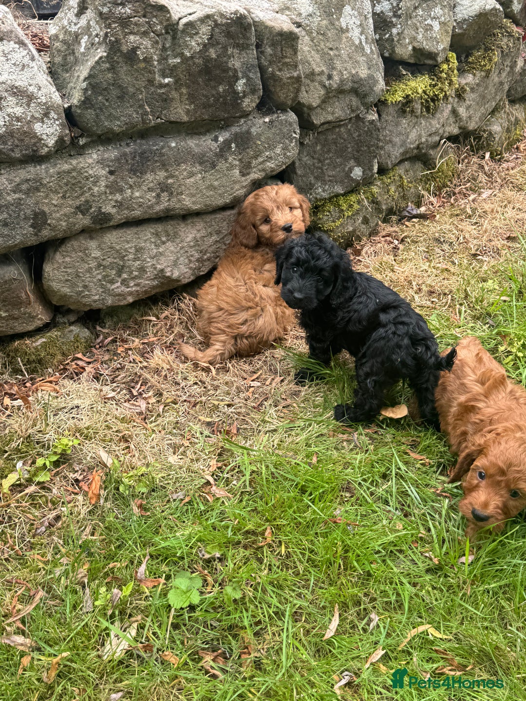 Cockapoo dogs for sale: Stunning Cockerpoo’s available  - Image 2