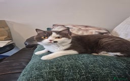 British Shorthair cats for sale: Beautiful unusual British shorthair kittens - Image 7