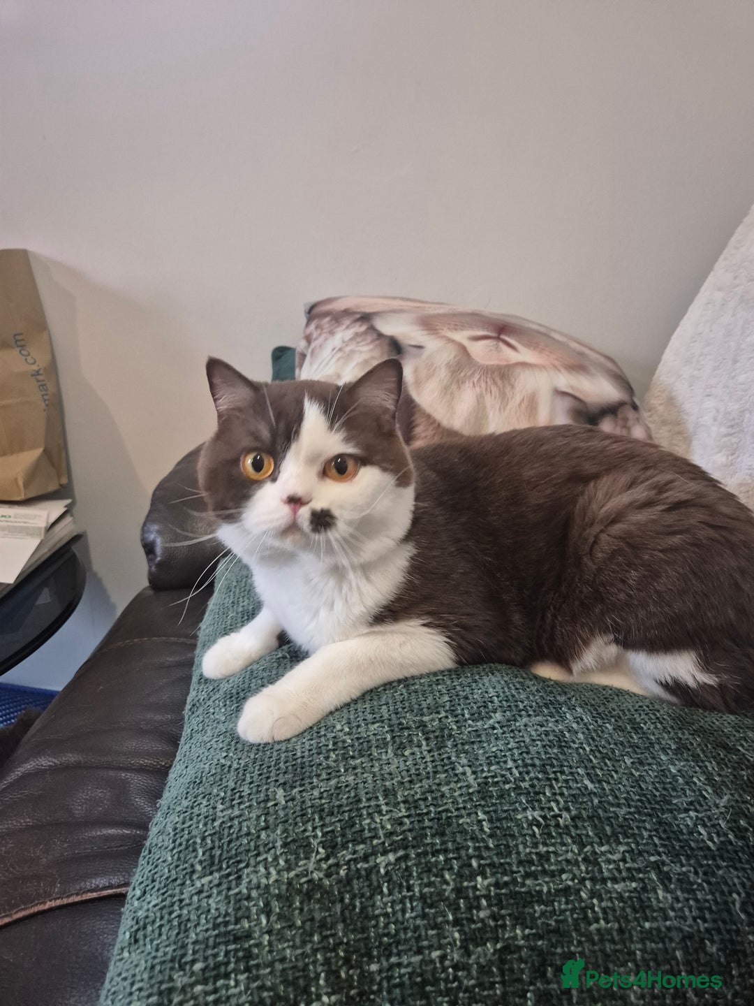 British Shorthair cats for sale: Beautiful unusual British shorthair kittens - Image 7