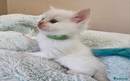 Ragdoll cats for sale: 7 beautiful fluffy Ragdoll cats.  - Image 12