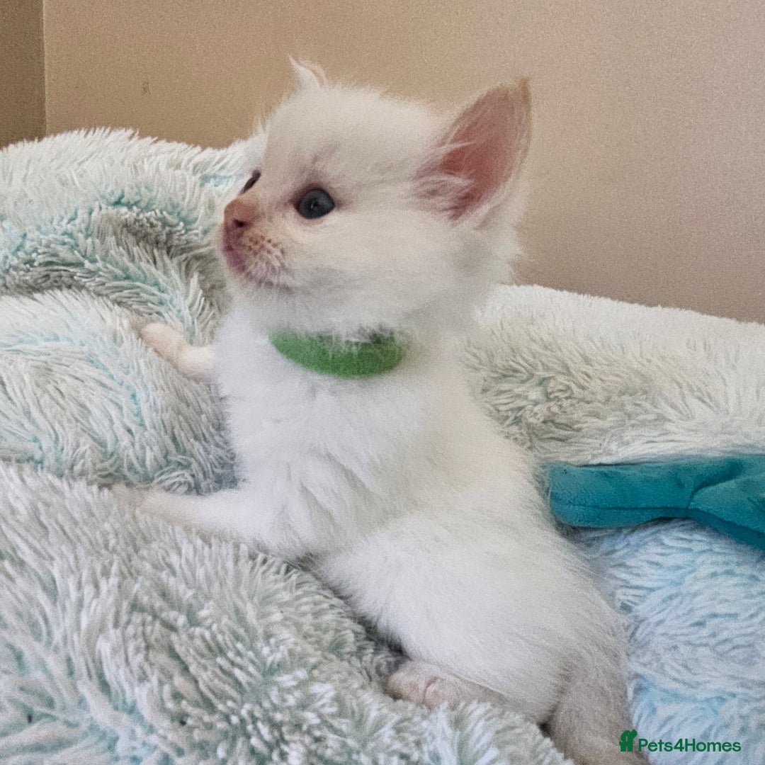 Ragdoll cats for sale: 7 beautiful fluffy Ragdoll cats.  - Image 12