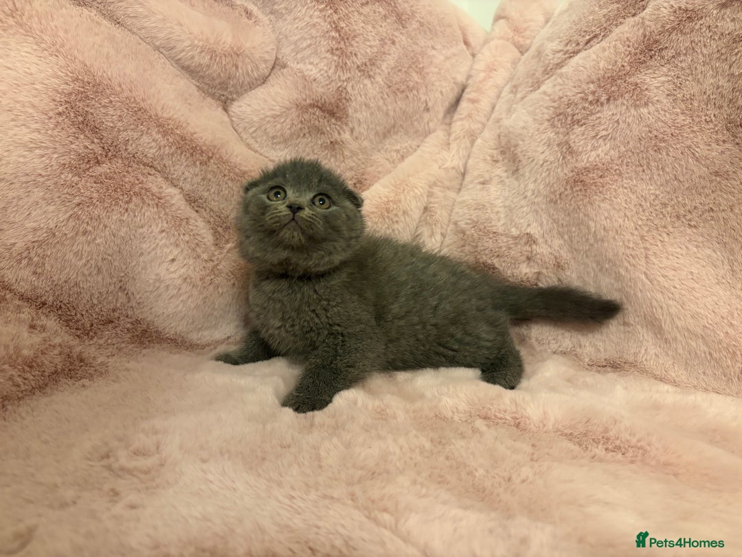 Scottish Fold cats for sale: Chunky Scottish fold kittens - Advert 5