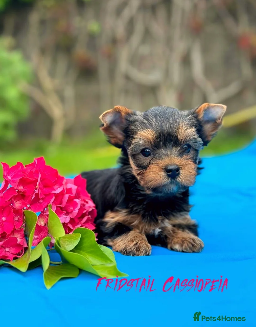 Yorkshire Terrier dogs for stud: Super small Yorkie with short muzzle DNA tested in Sheffield - Advert 25