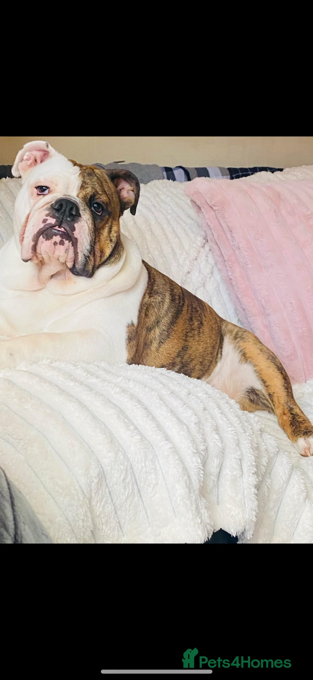 English Bulldog dogs for sale: STUNNiNG LITTER OF DWKC ENGLISH BULLDOG PUPPIES in Wrexham - Advert 1