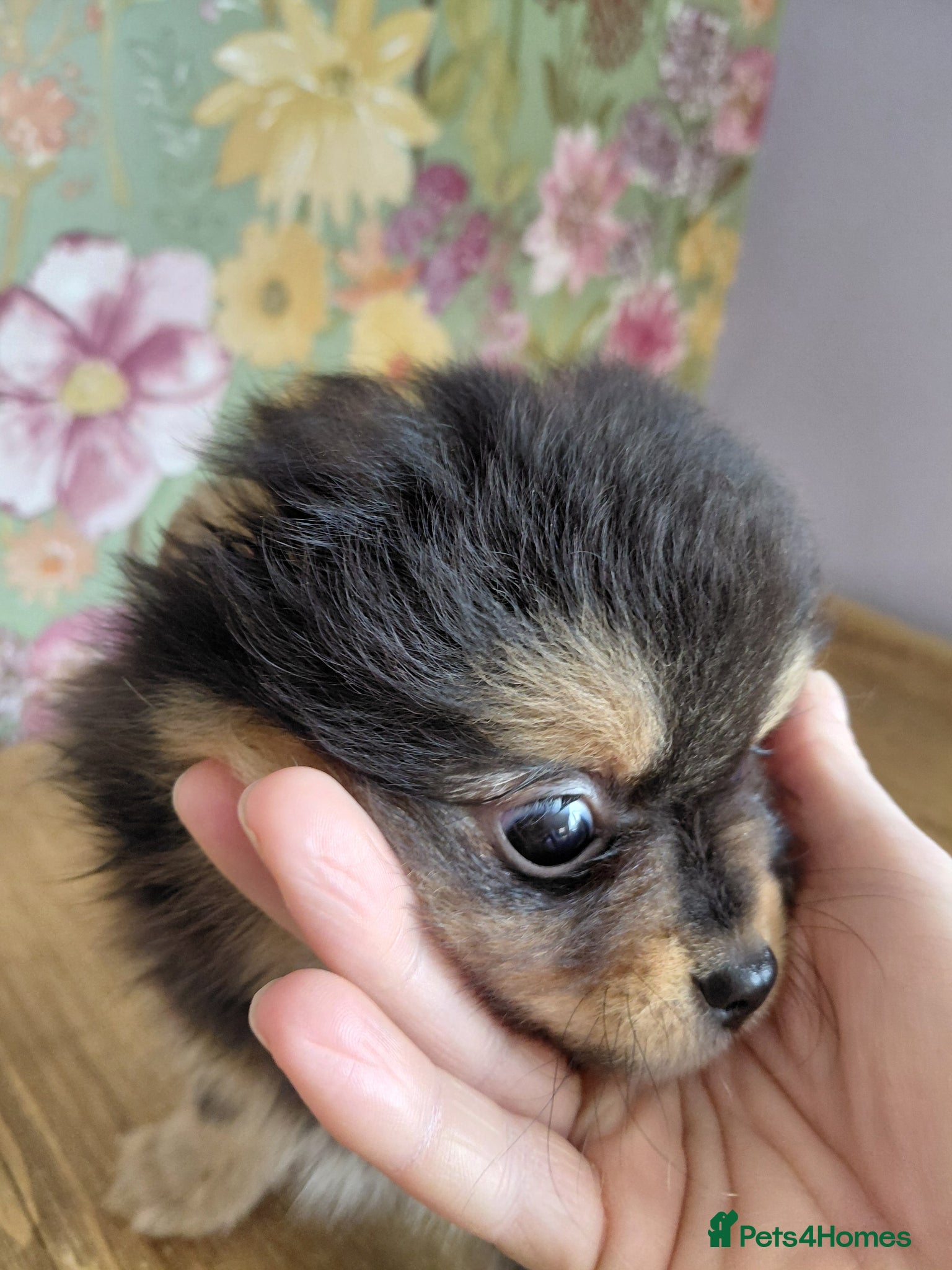 Pomeranian dogs Beautiful Pomeranian pups  - Advert 9