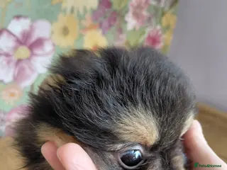 Pomeranian dogs Beautiful Pomeranian pups - Advert 9