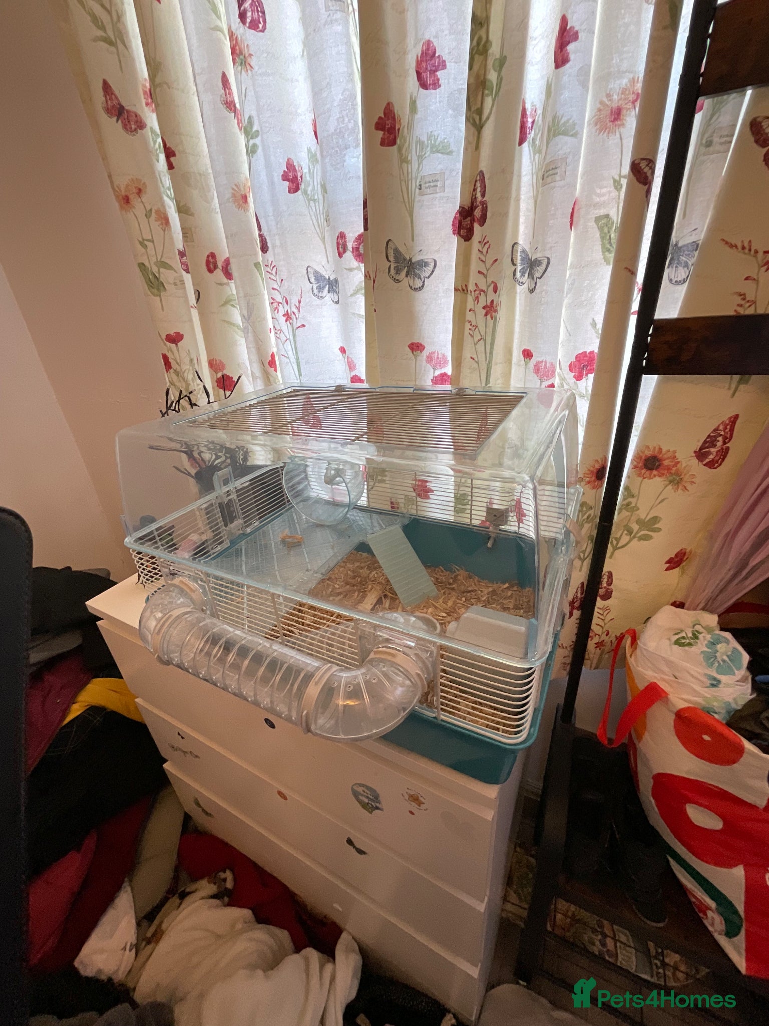 Hamster rodents for sale: small hamster in Walsall - Advert 4