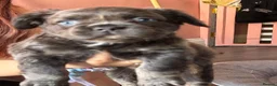 French Bulldog dogs for sale: 3 lovely boys looking for there foreva home  - Advert 12