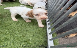 Cocker Spaniel dogs for sale: Working cocker spainel puppies  - Advert 16