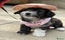 Bichon Frise dogs for sale: Bishon frise  - Image 9