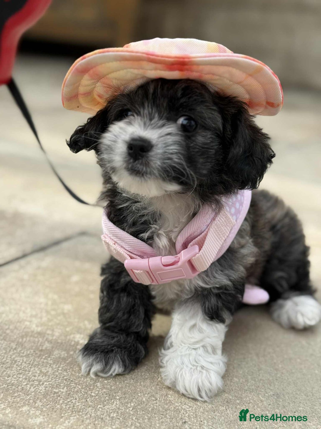 Bichon Frise dogs for sale: Bishon frise  - Image 9