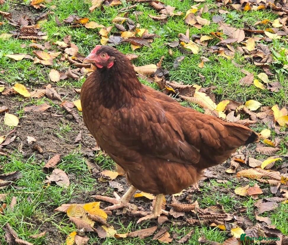 Chickens poultry Columbian Blacktail Auto Sexing Hatching Eggs x 6 - Advert 1