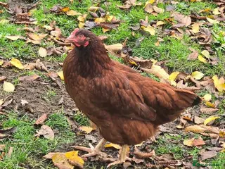 Chickens poultry for sale: Columbian Blacktail Auto Sexing Hatching Eggs x 6 - Advert 2