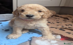 Cockapoo dogs for sale: Beautiful Cockapoo Puppies  - Image 12